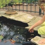 Girl kneeling at the edge of a garden pond feeding goldfish among lily pads