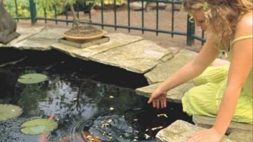 Girl kneeling at the edge of a garden pond feeding goldfish among lily pads