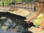 Girl kneeling at the edge of a garden pond feeding goldfish among lily pads