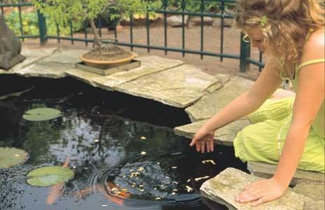 Girl kneeling at the edge of a garden pond feeding goldfish among lily pads