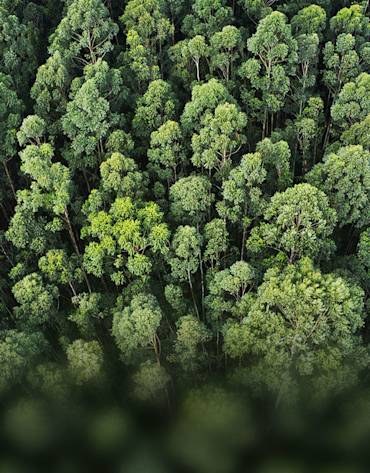 Aerial view of dense green forest canopy