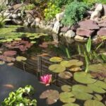 Established garden pond with water lilies, flowers and rocky edges
