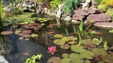 Established garden pond with water lilies, flowers and rocky edges
