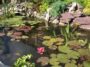 Established garden pond with water lilies, flowers and rocky edges