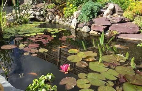Established garden pond with water lilies, flowers and rocky edges