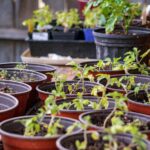 Le jardinage est bien plus qu'un simple passe-temps : c'est une façon de se reconnecter à la nature, de créer de magnifiques espaces extérieurs et de savourer la satisfaction de cultiver ses propres plantes. Qu'il s'agisse d'un balcon fleuri et éclatant, d'une pelouse verdoyante ou d'un potager productif, tout projet de jardinage réussi commence par des conseils avisés et des produits de qualité. Depuis des générations, Vilmorin accompagne les jardiniers dans la réalisation de leurs rêves d'extérieur grâce à des semences de qualité, des solutions de jardinage innovantes et des conseils saisonniers fiables. Forte d'une histoire remontant à 1743, Vilmorin s'est imposée comme l'une des marques les plus respectées du monde du jardinage. Alliant tradition, innovation et responsabilité environnementale, la marque continue d'inspirer les jardiniers de tous niveaux, des débutants semant leurs premières graines aux jardiniers expérimentés cultivant des jardins florissants.