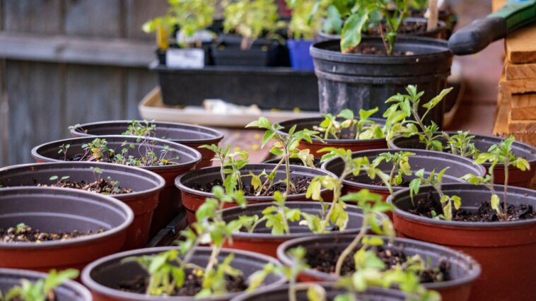 Le jardinage est bien plus qu'un simple passe-temps : c'est une façon de se reconnecter à la nature, de créer de magnifiques espaces extérieurs et de savourer la satisfaction de cultiver ses propres plantes. Qu'il s'agisse d'un balcon fleuri et éclatant, d'une pelouse verdoyante ou d'un potager productif, tout projet de jardinage réussi commence par des conseils avisés et des produits de qualité. Depuis des générations, Vilmorin accompagne les jardiniers dans la réalisation de leurs rêves d'extérieur grâce à des semences de qualité, des solutions de jardinage innovantes et des conseils saisonniers fiables. Forte d'une histoire remontant à 1743, Vilmorin s'est imposée comme l'une des marques les plus respectées du monde du jardinage. Alliant tradition, innovation et responsabilité environnementale, la marque continue d'inspirer les jardiniers de tous niveaux, des débutants semant leurs premières graines aux jardiniers expérimentés cultivant des jardins florissants.