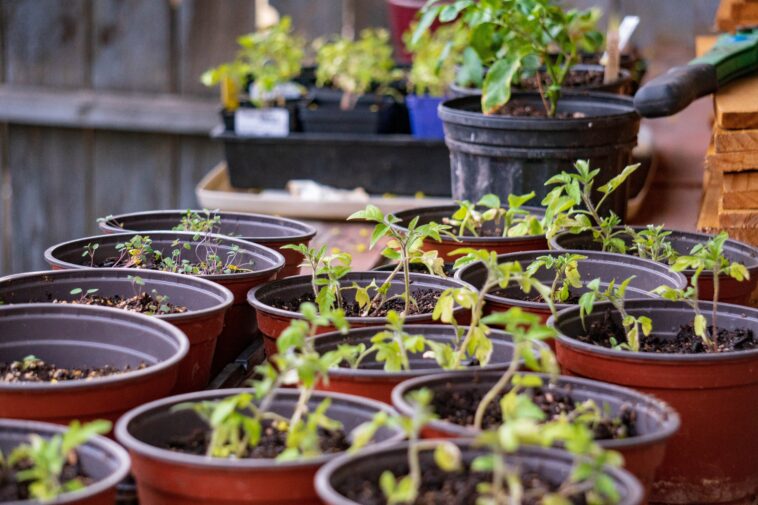Le jardinage est bien plus qu'un simple passe-temps : c'est une façon de se reconnecter à la nature, de créer de magnifiques espaces extérieurs et de savourer la satisfaction de cultiver ses propres plantes. Qu'il s'agisse d'un balcon fleuri et éclatant, d'une pelouse verdoyante ou d'un potager productif, tout projet de jardinage réussi commence par des conseils avisés et des produits de qualité. Depuis des générations, Vilmorin accompagne les jardiniers dans la réalisation de leurs rêves d'extérieur grâce à des semences de qualité, des solutions de jardinage innovantes et des conseils saisonniers fiables. Forte d'une histoire remontant à 1743, Vilmorin s'est imposée comme l'une des marques les plus respectées du monde du jardinage. Alliant tradition, innovation et responsabilité environnementale, la marque continue d'inspirer les jardiniers de tous niveaux, des débutants semant leurs premières graines aux jardiniers expérimentés cultivant des jardins florissants.