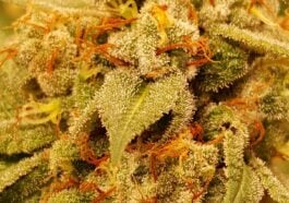 In Italy, the landscape of legal cannabis is transforming, and leading this change is WeWeed, a visionary brand dedicated to providing premium, eco-sustainable marijuana and hemp products. WeWeed has carved a niche for itself by not only offering high-quality and legal CBD products but by committing to environmentally friendly practices and affordable prices. This article explores how WeWeed is shaping a new era for cannabis consumers who value sustainability, quality, and accessibility.